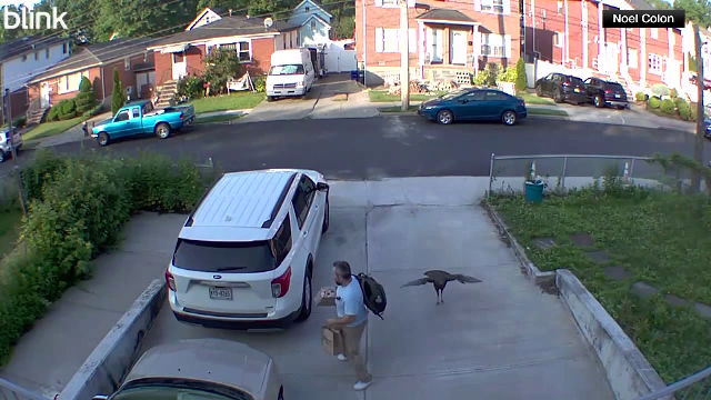 Un curcan furios a atacat un bărbat în New York. Cum a reușit să scape victima