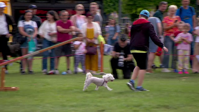 Câini de toate rasele s-au întrecut la Iași, într-o competiție cu probe de îndemânare, frumusețe și dresaj