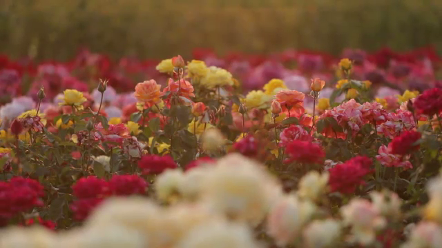 Festival de culoare în Ciumbrud, satul trandafirilor. Zeci de oamenii au venit să fotografieze peste 200 de soiuri