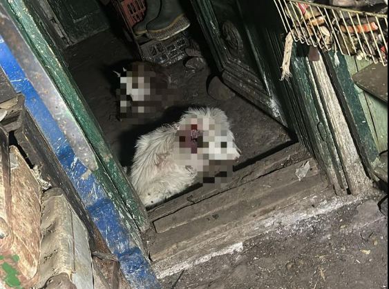 Un urs a intrat în curtea unui localnic din Râmnicu Vâlcea. Ce pagube a făcut animalul sălbatic