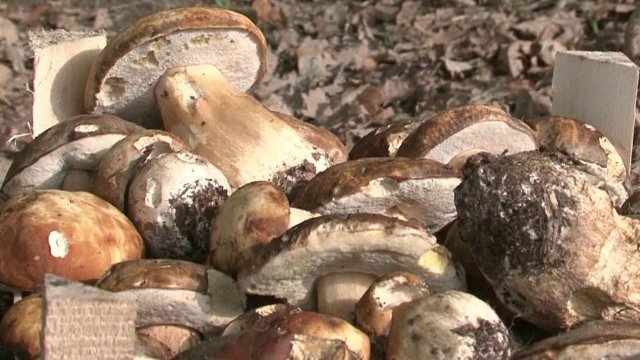 Un bărbat din Iași a murit după ce a mâncat ciuperci culese dintr-o pădure. Soția și mama lui sunt la terapie intensivă