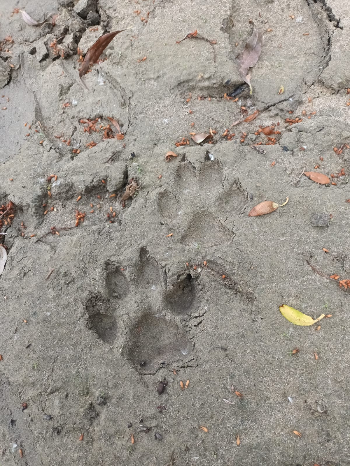 urme pantera giurgiu