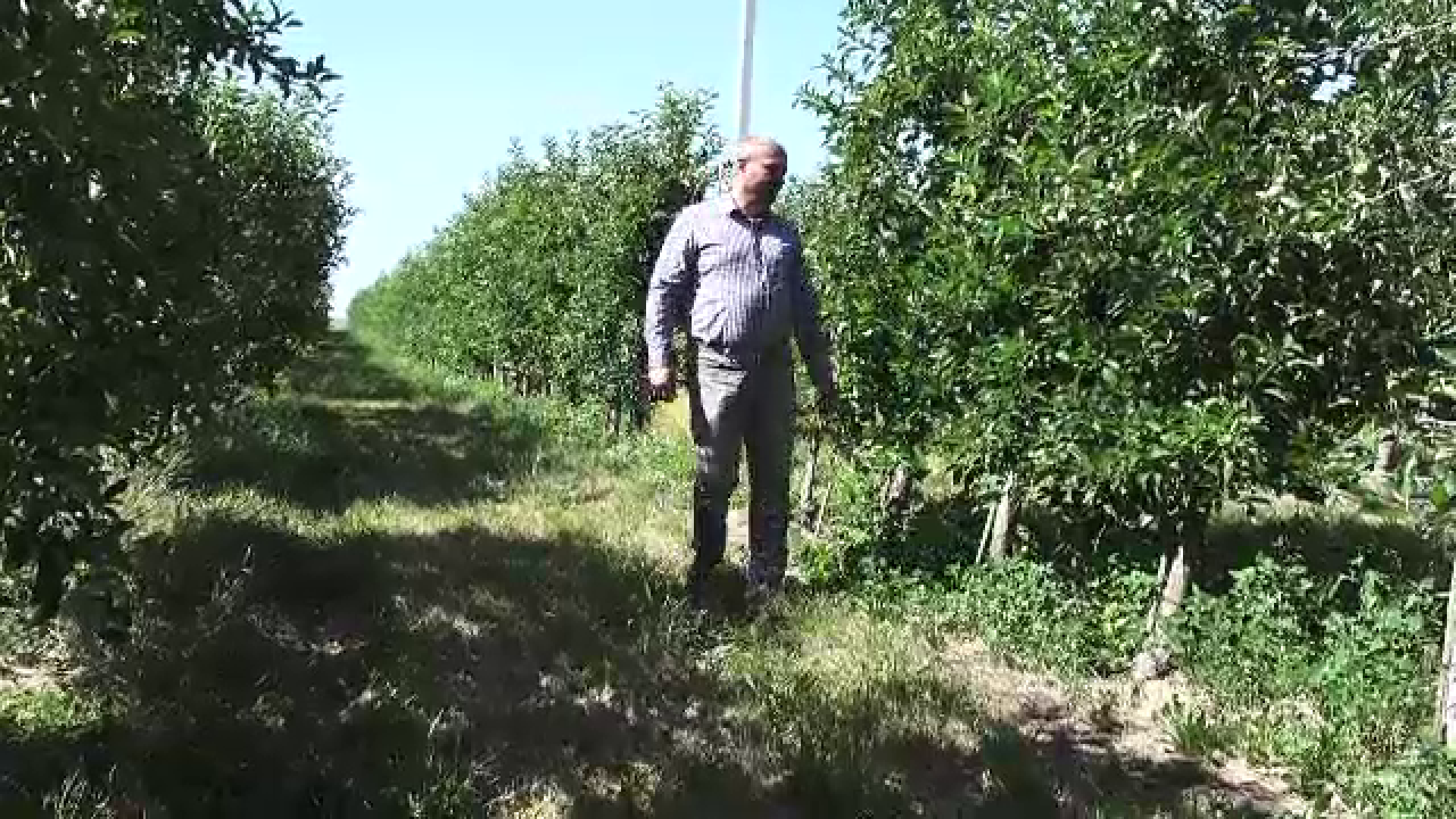 Fermierii afectați de înghețul din primăvară ar putea primi 3.000 de euro pe hectar de la Comisia Europeană