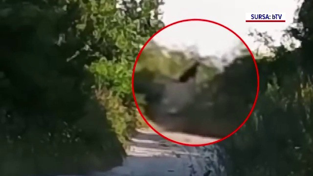 Pantera neagră ar continua să umble prin România. Unde ar fi fost văzută ultima dată