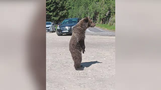 Detaliul cutremurător descoperit în telefonul turistului ucis de o ursoaică pe Transfăgărășan. Greșeala care i-a fost fatală