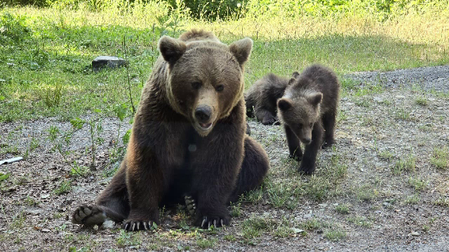 Râșnov, primul oraș din România care își protejează locuitorii de urși cu gard electric: „Mai montăm încă 5.200 de metri”