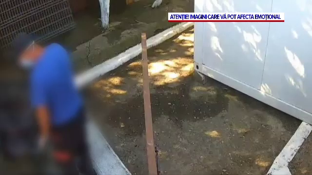 Cruzime nemărginită la Vaslui. O sută de câini dintr-un padoc au fost eutanasiați ilegal: „Se încărcau saci cu cadavre”