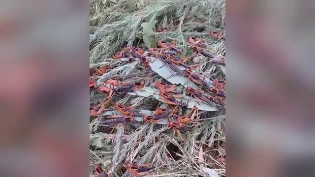 Invazie „apocaliptică” de lăcuste în Delta Dunării. Localnicii se plâng că au devorat totul în cale și cer ajutor