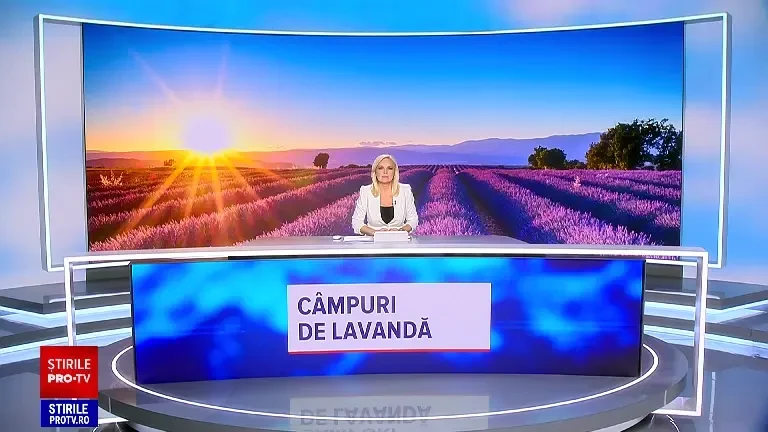 Lanurile de lavandă, atracția verii pentru cupluri, familii și influenceri