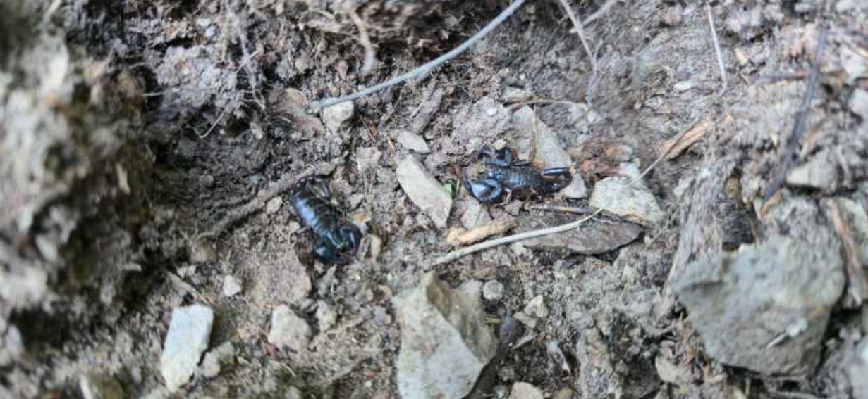 Zona din România invadată de scorpioni veninoși: ”Focarul este la noi”. Cât de periculoasă e înțepătura lor | FOTO & VIDEO