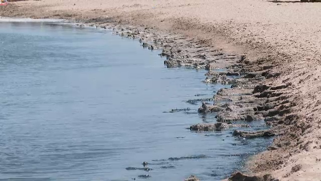 Miros insuportabil în Mamaia. Alge putrezite se întind pe sute de metri. Oamenii intră cu greu în apă