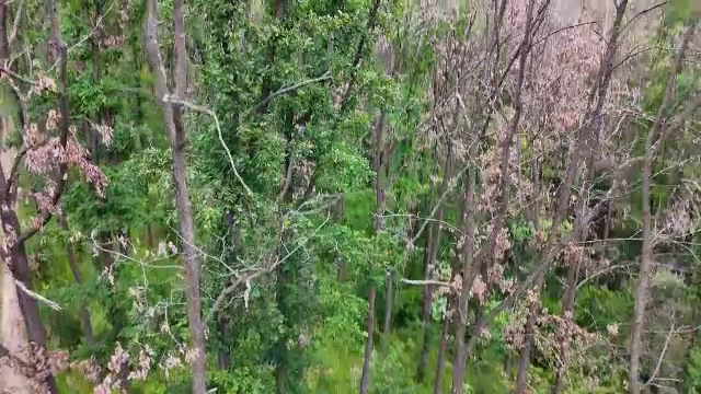 Păduri întregi din România au început să se usuce, atacate de o insectă care se răspândește necontrolat