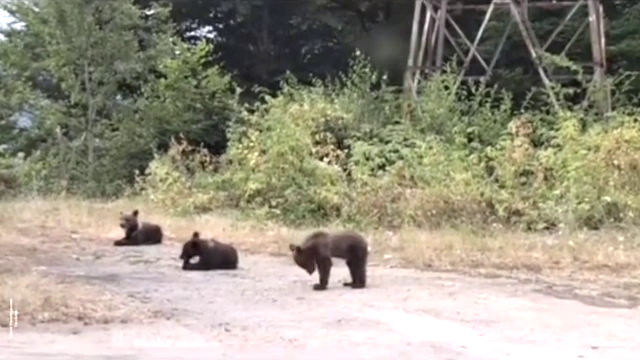 Cum au fost filmați cei trei pui de urs în locul în care mama lor l-a ucis pe turistul italian. Controverse aprinse
