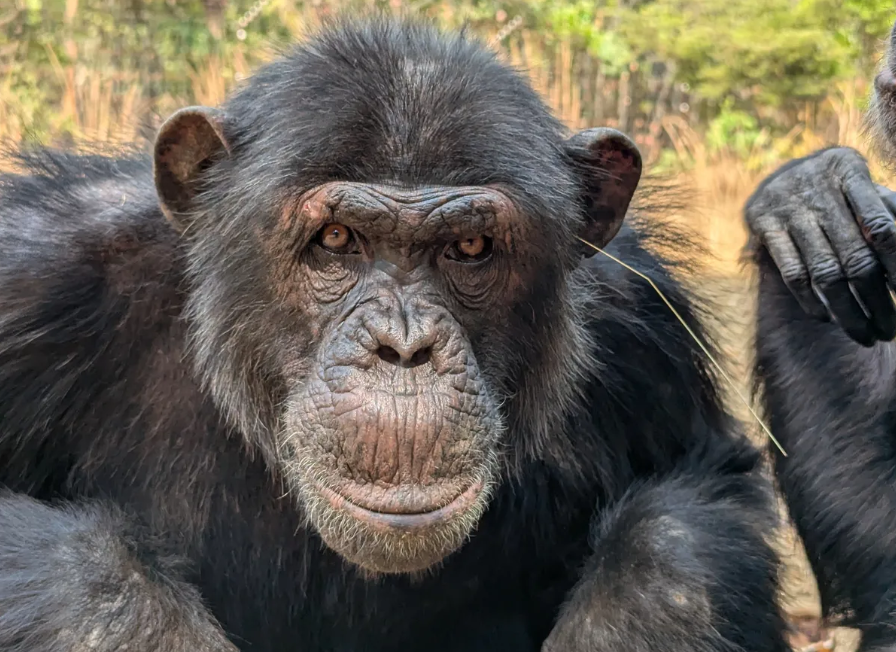 Un grup de cimpanzei a dezvoltat un simț al modei și poartă iarbă în urechi. Noul trend i-a lăsat însă perplecși pe toți