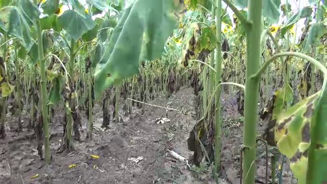 Paradoxul românesc. De ce avem o mare problemă cu floarea-soarelui, deși Comisia Europeană estimează o producție record