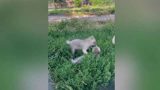 Premieră în România. Doi pui de lup arctic născuți în captivitate, vedetele parcului zoologic din Oradea