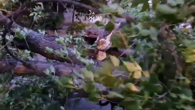 Vijeliile au făcut ravagii pe litoral. Traficul a fost blocat parțial la Constanța, după ce un copac a fost doborât de vânt