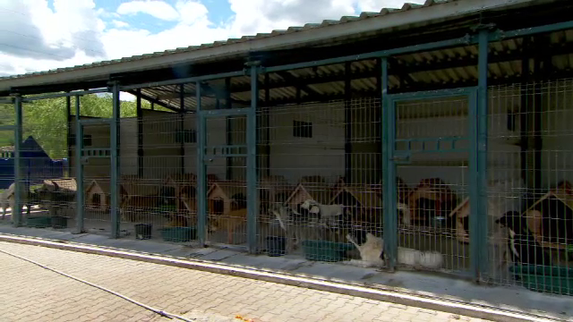 Tot mai mulți români își abandonează animalele. „Sunt aduși înapoi după ce au stat o perioadă în adopție”