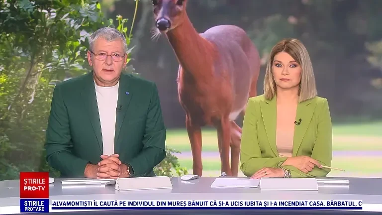 Premieră în România. Doi pui de lup arctic născuți în captivitate, vedetele parcului zoologic din Oradea