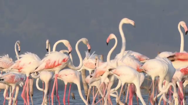 O colonie imensă de flamingo a invadat Delta Pad și a distrus plantațiile. Fermierii cer soluții urgente