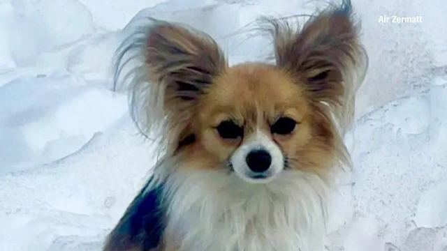 Cum a devenit erou în Elveția un cățel chichuaua