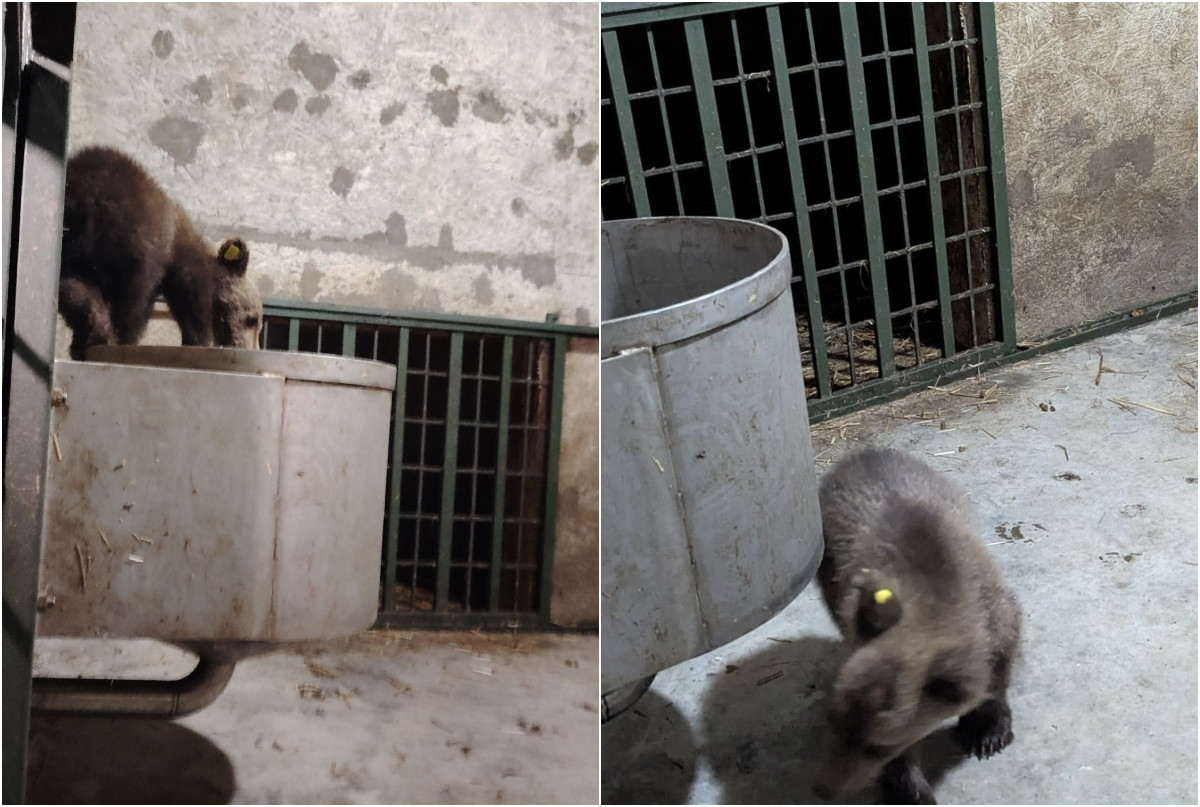 Primele imagini cu puiul ursoaicei împușcate, în noul lui cămin: „După 7 zile de frică, strigând după mama lui ucisă” | FOTO