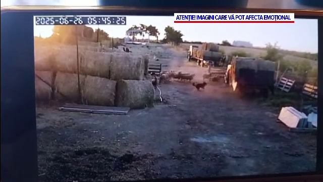 Haite de câini agresivi intră în curțile oamenilor și le atacă animalele, în Brăila. „Au omorât două oi”