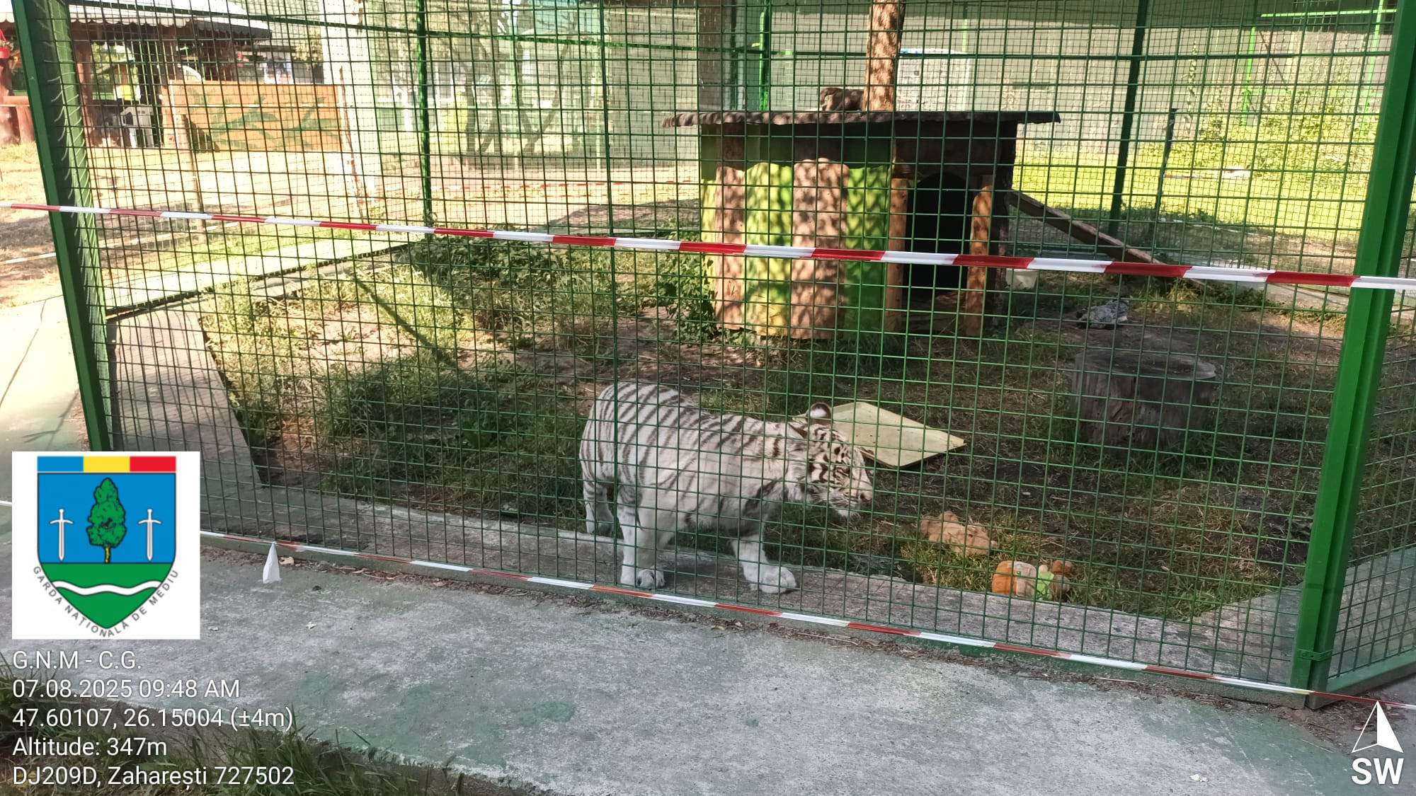 Primul pui de ligru din România nu mai poate fi vizitat. Grădina Zoo improvizată a fost închisă | VIDEO