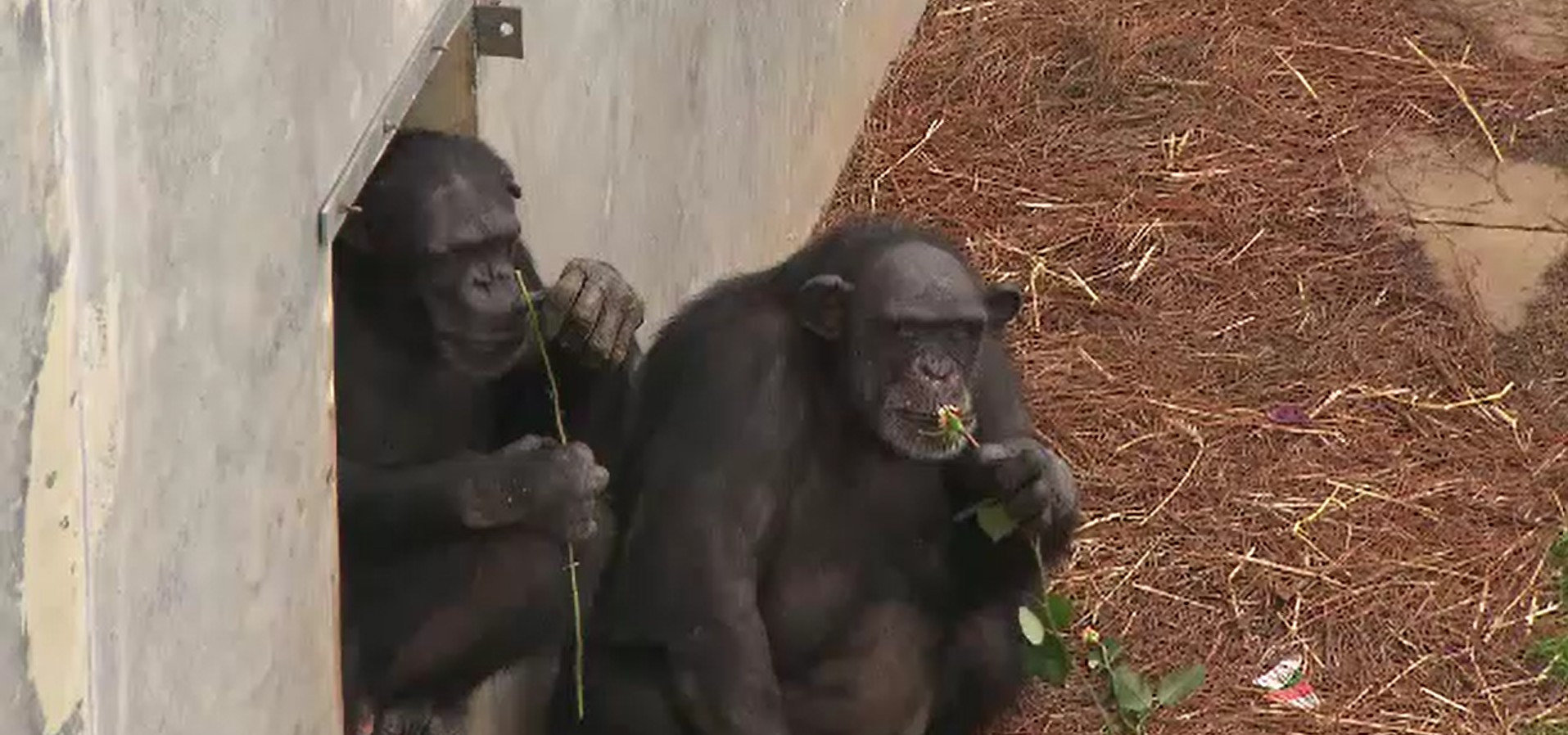 Comportamentele cimpanzeilor sunt asemănătoare cu cele ale oamenilor. Ce au observat cercetătorii în sanctuarele din Africa