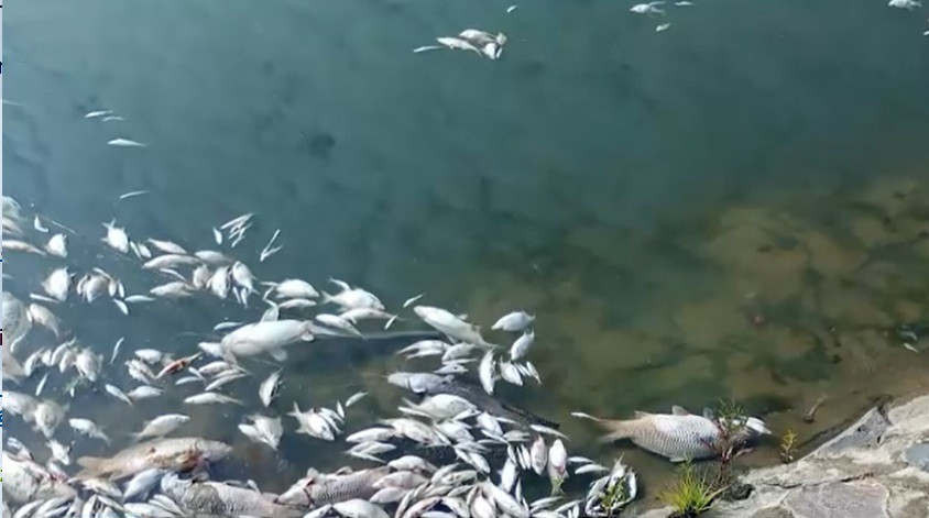 Mii de pești morți pe Canalul Bega. O primă cauză a fost stabilită de oficialii de la Mediu