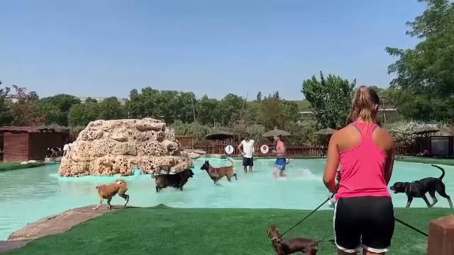 Valuri de bucurie pentru blănoși. Parc acvatic dedicat câinilor, la Barcelona