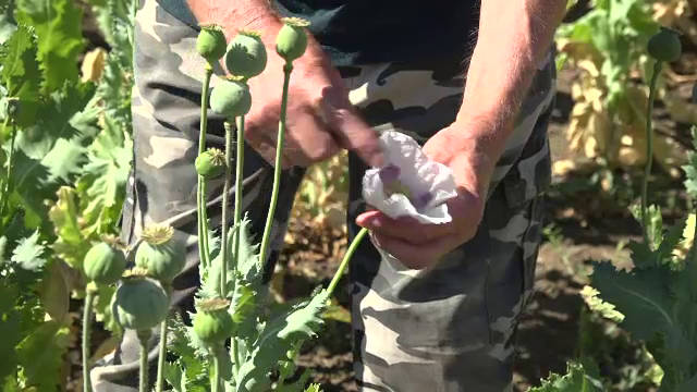 Macul românesc dispare de pe câmpuri. Producția scade, importurile cresc, iar autorizațiile sunt tot mai greu de obținut