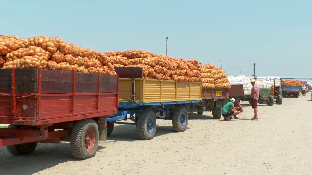Abandonați de stat și sufocați de importuri, fermierii români lasă cartofii noi în câmp. „Nu avem cui să-i dăm nici degeaba”