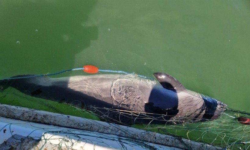 delfin plasa pescuit
