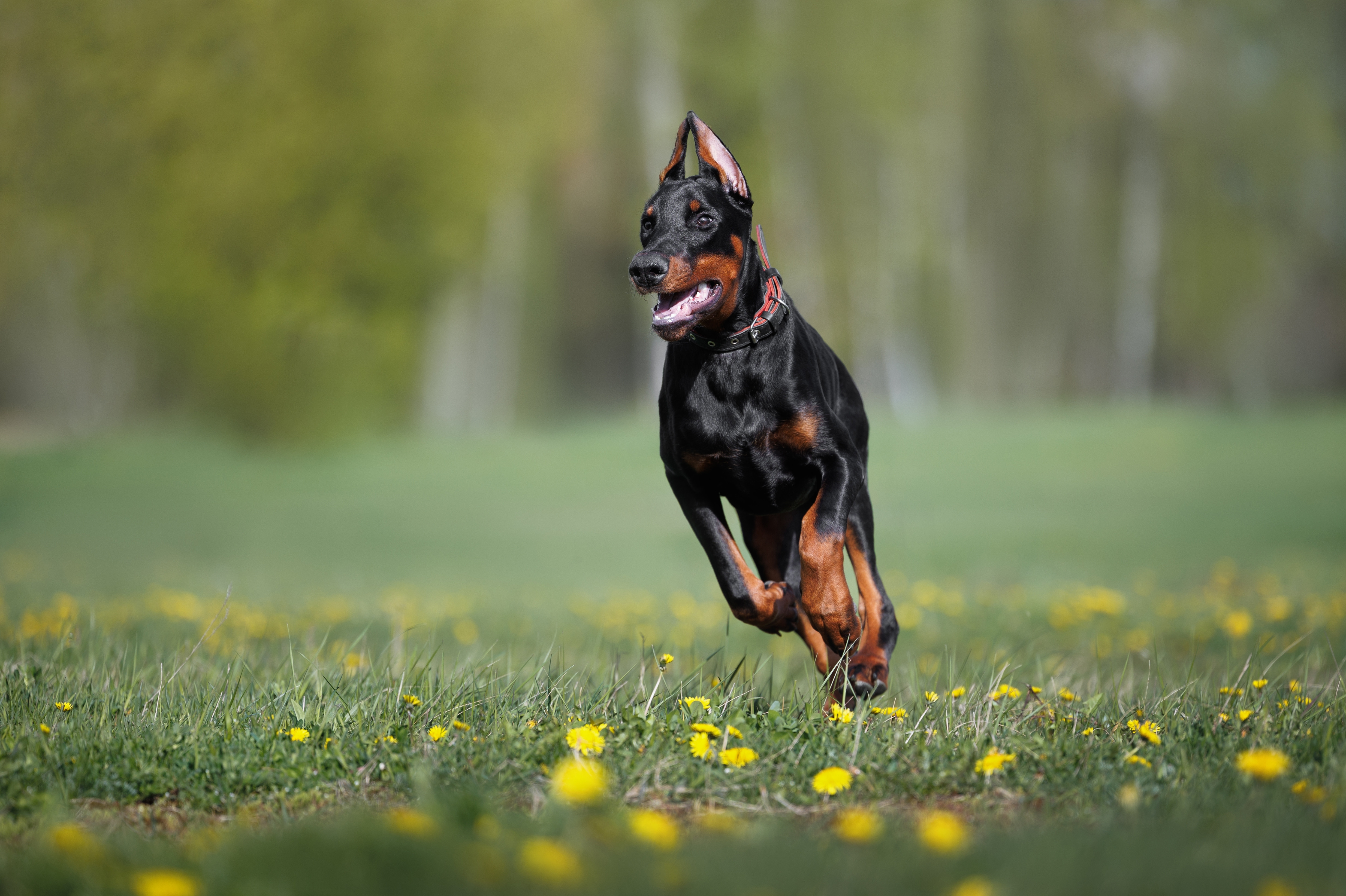 Doberman