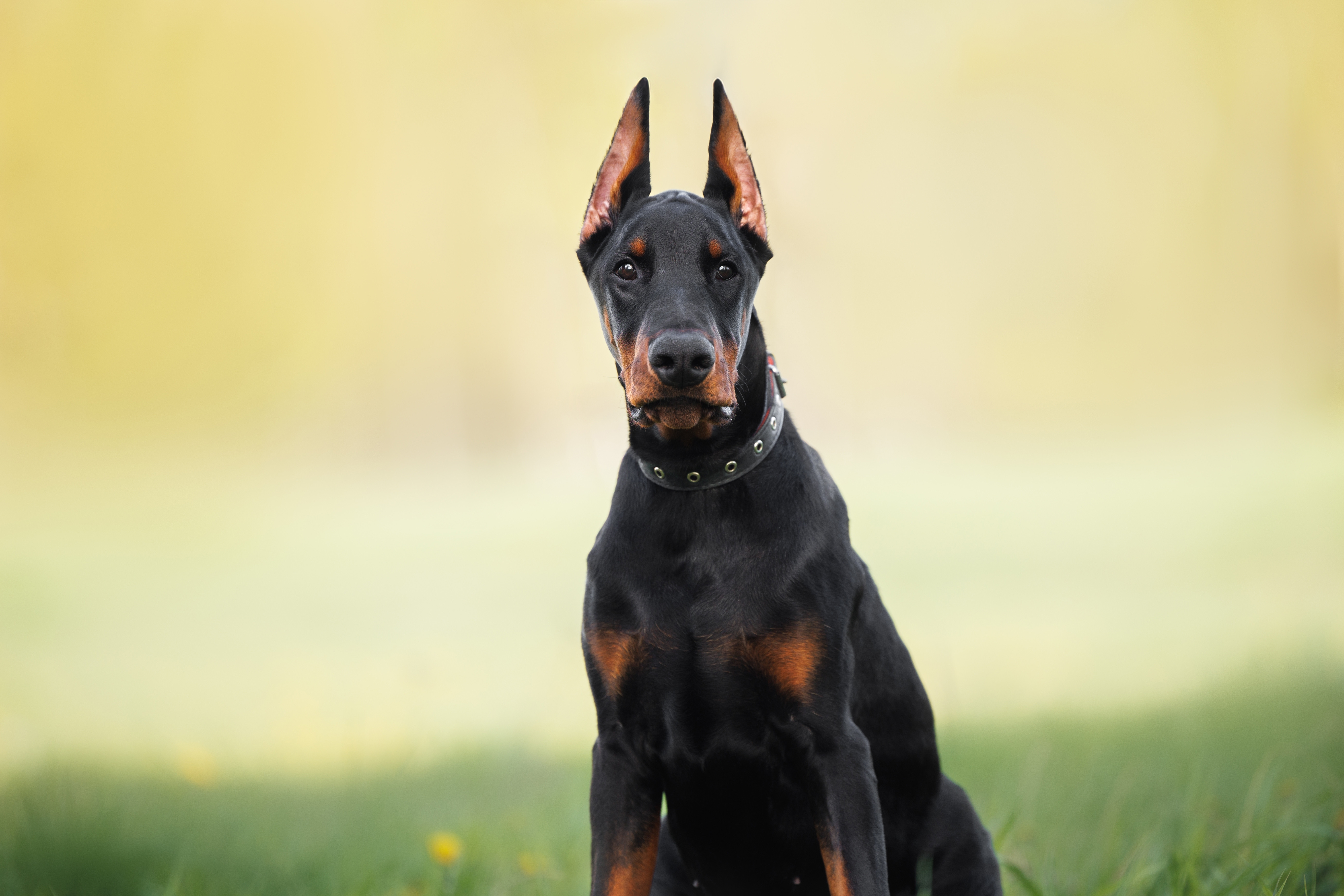 Doberman
