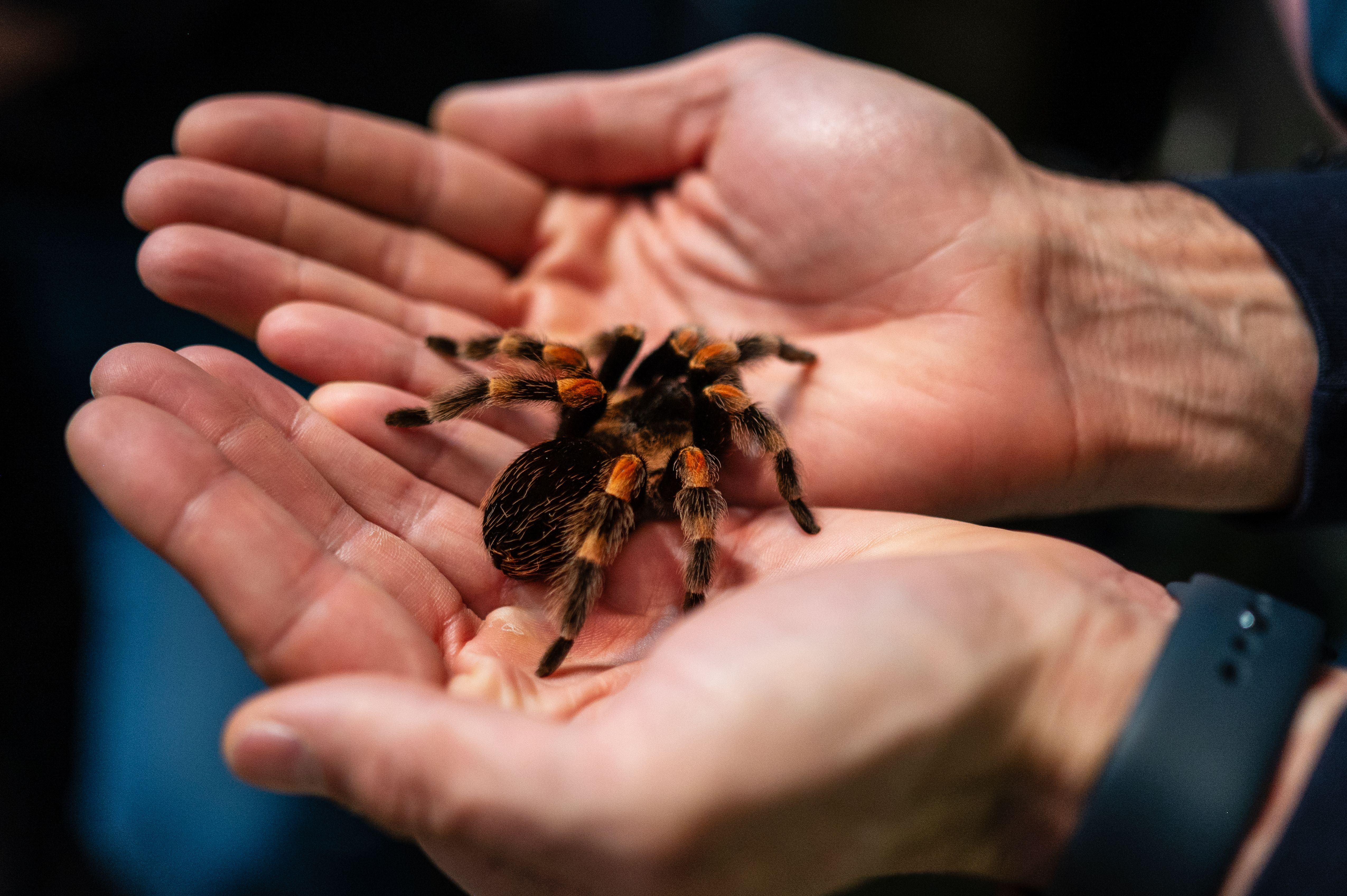 Descoperire șocantă făcută de autorități pe aeroportul din Köln. Ce se afla în interiorul unor ambalaje de biscuiți