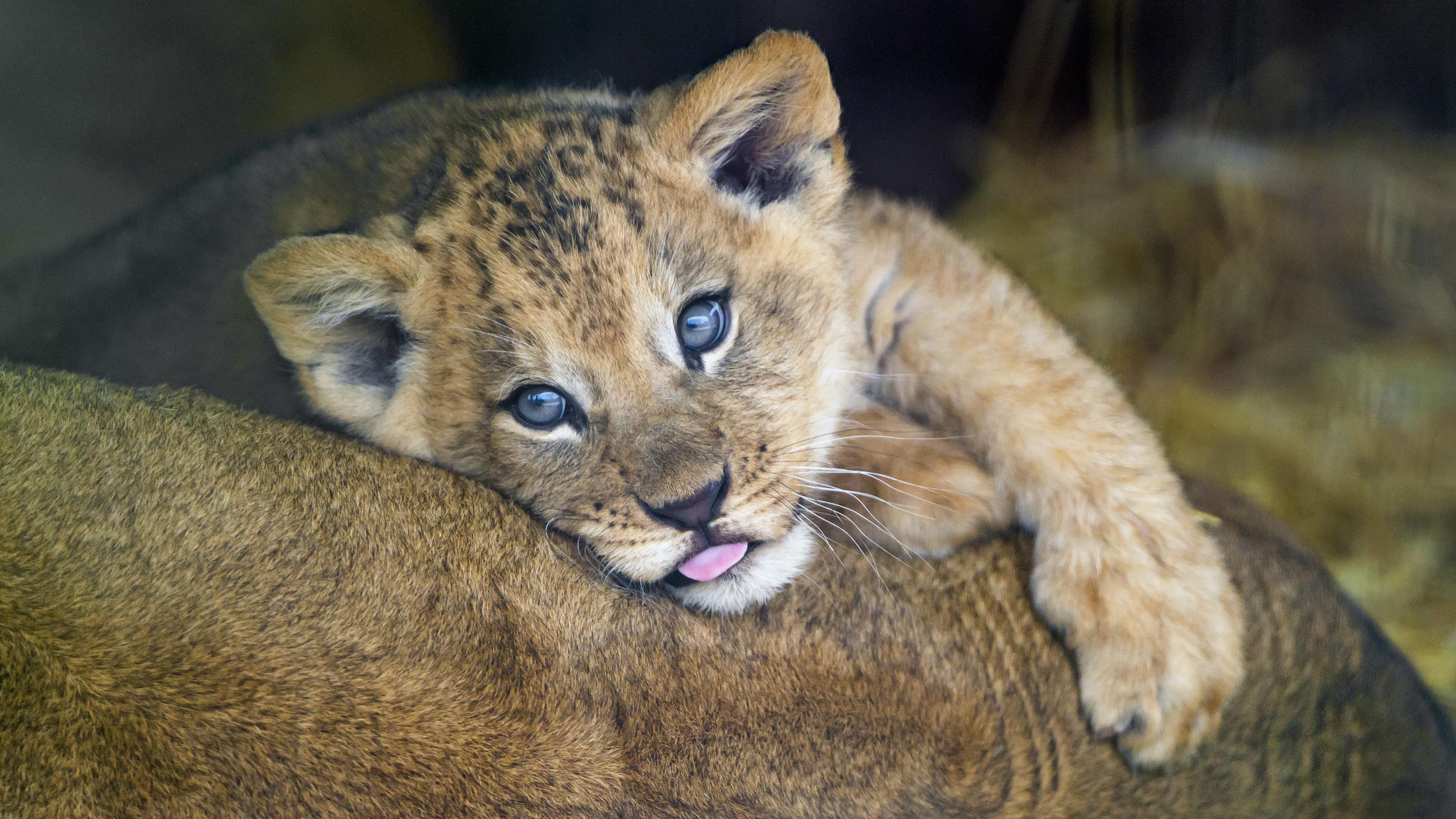 Leii domestici, noua modă în Thailanda. Autoritățile se luptă cu o suprapopulație de feline: „Nebunie curată”. VIDEO