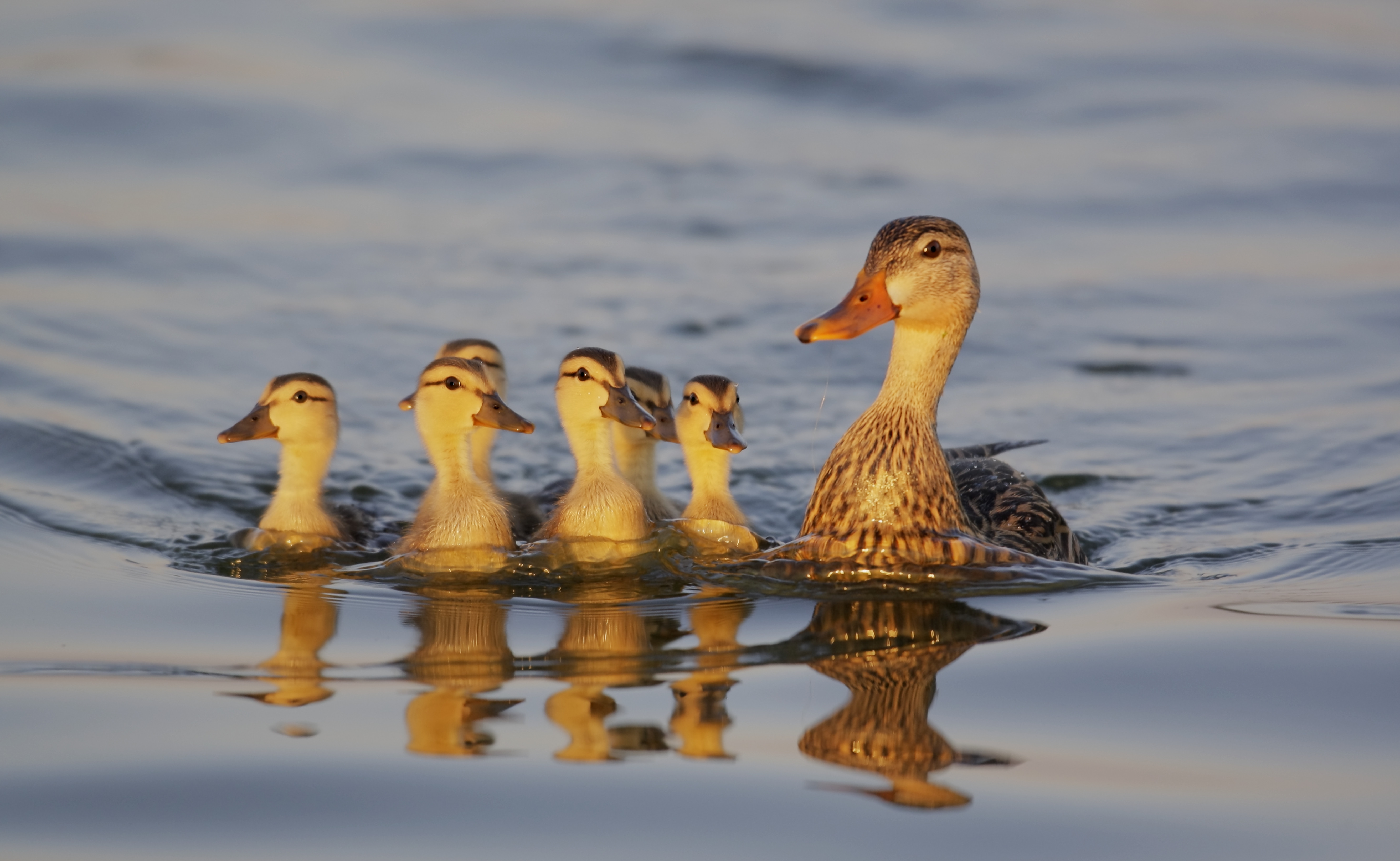 Rațe sălbatice, găsite moarte pe un lac din Buzău. Scenariile luate în calcul, după ce a fost exclusă gripa aviară