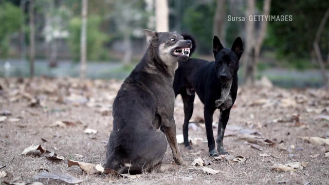 Un copil de 3 ani a fost muşcat de mai mulţi câini fără stăpân, în Galaţi. Micuțul ar putea să își piardă ochiul stâng