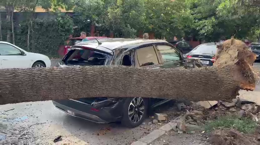 Furtuna violentă din București a doborât 359 de copaci. Aveau rădăcinile compromise, sufocate de asfalt, spun specialiștii