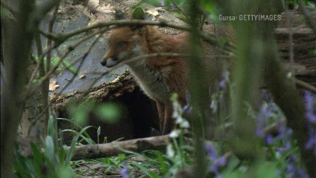 A început vânătoarea de vulpi și șacali în Iași, după primul deces de rabie din ultimii 13 ani. Se fac vaccinări în masă
