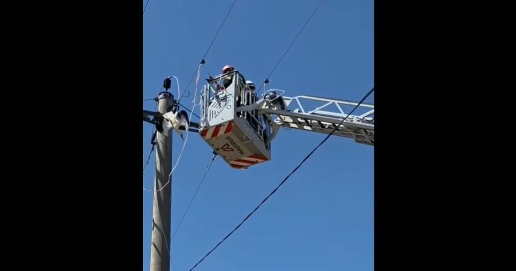 Operațiune de salvare contracronometru în Giurgiu. O barză și-a prins picioarele într-un cablu de înaltă tensiune | VIDEO