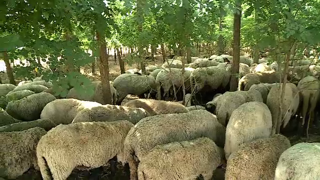 Focarul de variolă la oi și capre se extinde în țara noastră. Peste 3.000 de animale vor fi sacrificate în județul Olt