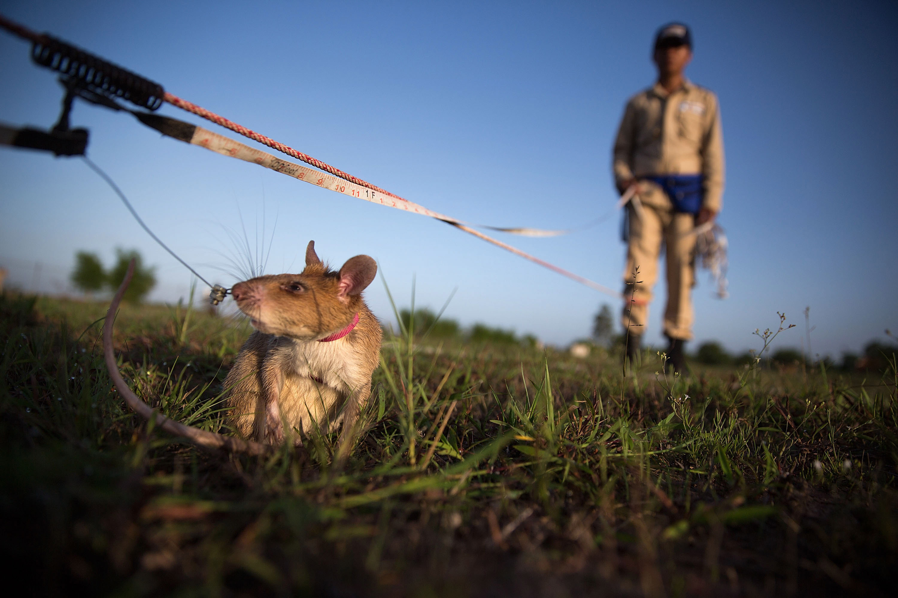 Șobolanii eroi din Cambodgia. Rozătoarele sunt antrenate pentru depistarea minelor terestre. „Sunt ca o familie”
