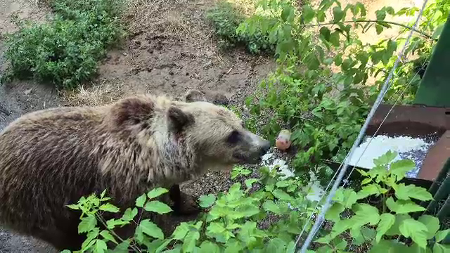 Soluțiile inedite la care apelează îngrijitorii unui zoo din România pentru a ajuta animalele să facă față caniculei