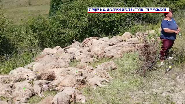 Doi ciobani cer 50.000 lei despăgubiri, după un atac al lupilor la stână. Aproape 100 de oi ar fi murit sufocate