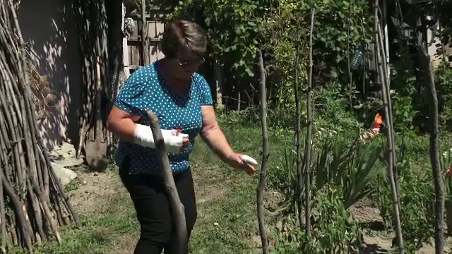 O femeie a fost atacată de un șacal turbat, în Iași. A fost transportată de urgență la spital și vaccinată