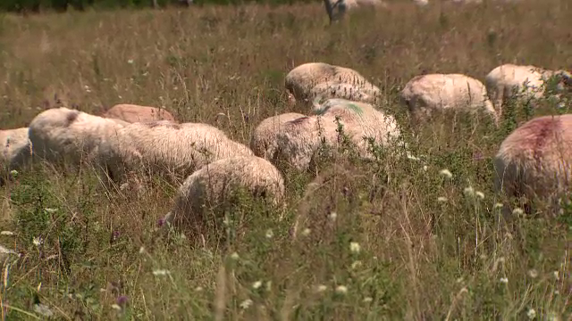 100 de oi au murit la o stână din Brașov, după ce au fost atacate de lupi. Doi ciobani cer despăgubiri
