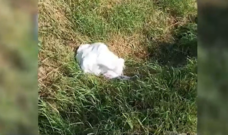 Doi cățeluși, aruncați într-un sac legat, pe un drum din Botoșani. Aproape sufocați, puii au fost salvați. Făptașul, amendat
